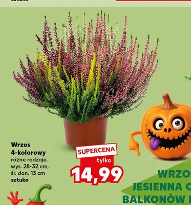 Wrzos 4-kolorowy promocja w Kaufland