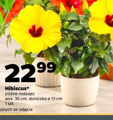 Hibiscus promocja w Netto