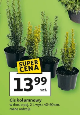 Cis kolumnowy, różne rodzaje promocja w Auchan