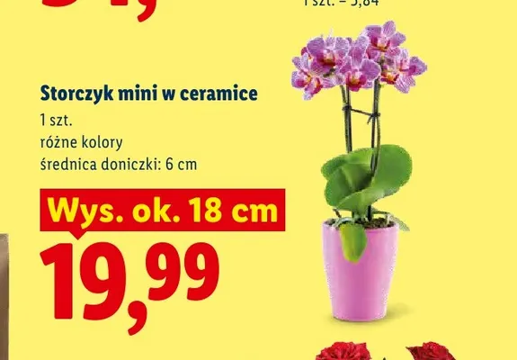 Storczyk mini w ceramice promocja w Lidl