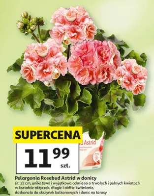 Pelargonia Rosebud Astrid w donicy promocja w Auchan