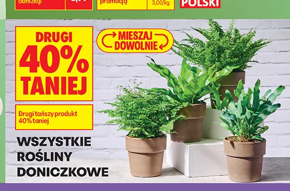Rośliny doniczkowe promocja w Biedronka