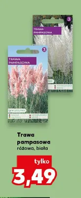 Trawa pampasowa różowa promocja w Kaufland