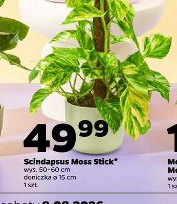 Scindapsus Moss Stick promocja w Netto