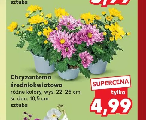 Chryzantema średniokwiatowa promocja w Kaufland