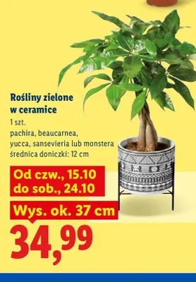 Rośliny zielone w ceramice Beaucarnea promocja w Lidl