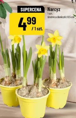 Narcyz promocja w POLOmarket
