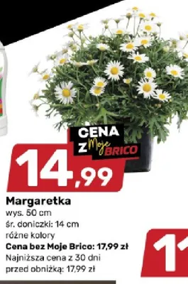 Margaretka wys. 50cm różne kolory promocja w Bricomarche