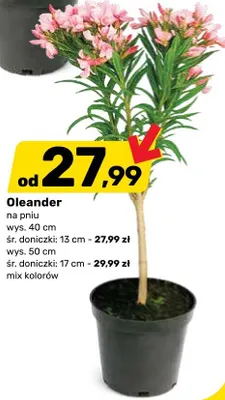 Oleander na pniu promocja w Bricomarche