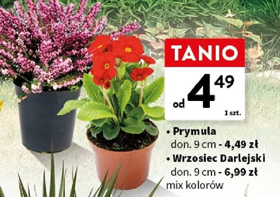 Prymula roślina doniczkowa don. 9cm promocja w Intermarche