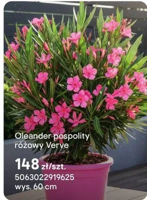 Oleander pospolity różowy Verve promocja w Castorama