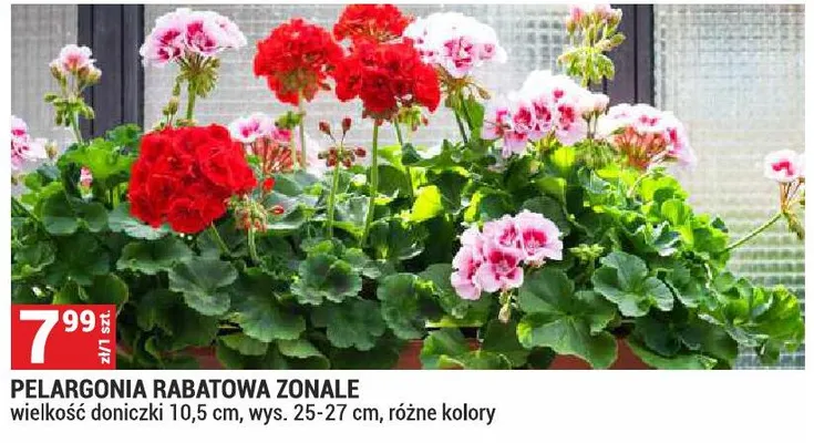 Pelargonia rabatowa Zonale promocja w Merkury Market