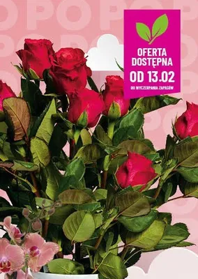 Róże bukiet promocja w POLOmarket