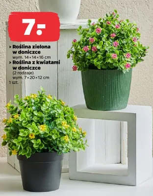 Roślina z kwiatami w doniczce promocja w Netto