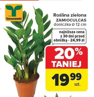 Roślina zielona ZAMIOCULCAS, doniczka Ø 12 cm promocja w Carrefour
