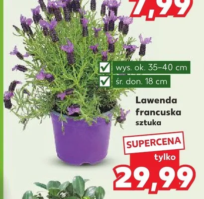 Lawenda francuska sztuka promocja w Kaufland