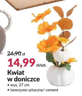 Kwiat w doniczce wys. 27 cm promocja w Salony Agata
