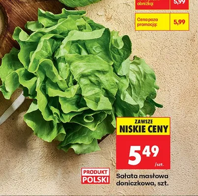 Sałata masłowa doniczkowa polska promocja w Biedronka