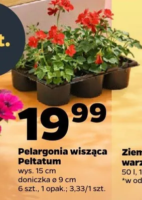 Pelargonia wisząca Peltatum promocja w Netto