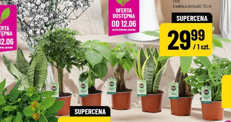 Rośliny zielone mix promocja w POLOmarket