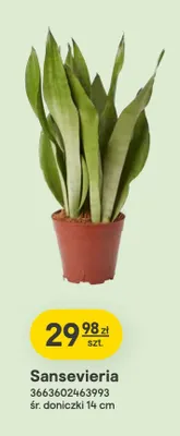Sansevieria promocja w Castorama