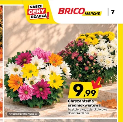 Chryzantema średniokwiatowa trzykolorowa promocja w Bricomarche
