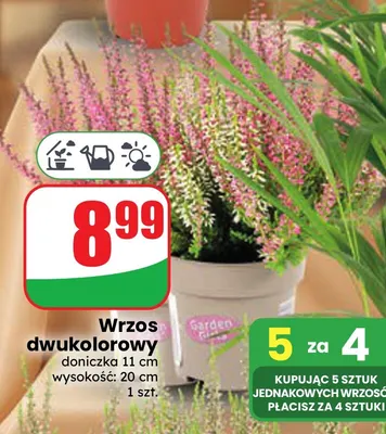 Wrzos dwukolorowy Garden Girls promocja w Dino