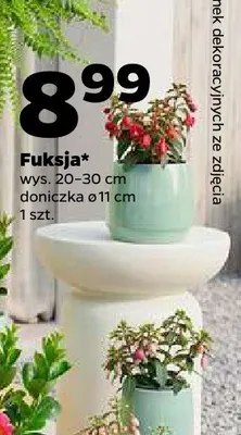 Fuksja wys. 20-30cm doniczka ø 11cm promocja w Netto