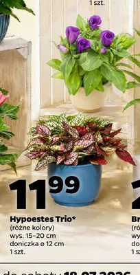 Hypoestes Trio promocja w Netto