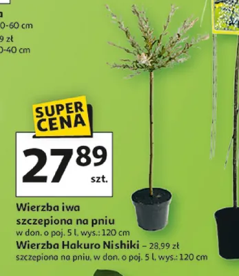 Wierzba iwa szczepiona na pniu promocja w Auchan