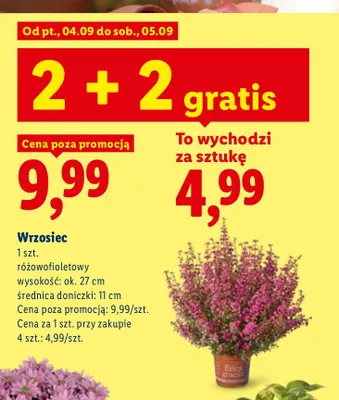 Wrzosiec różowofioletowy wysokość ok. 27 cm średnica doniczki 11 promocja w Lidl