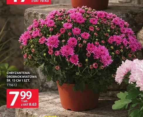 Chryzantema drobnokwiatowa śr. 13 cm promocja w Selgros