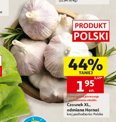 Czosnek XL odmiana Harnaś promocja w Auchan