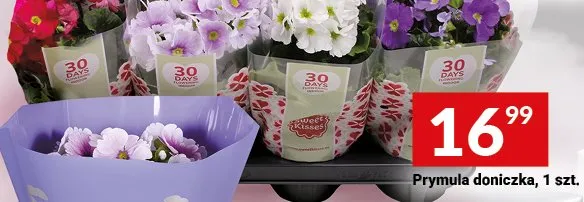 Prymula doniczkowa promocja w Twój Market