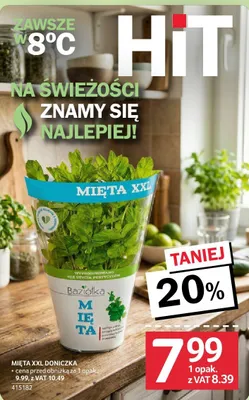 Mięta XXL doniczka promocja w Selgros