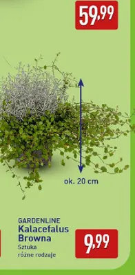 Kalacefalus Browna Gardenline promocja w Aldi