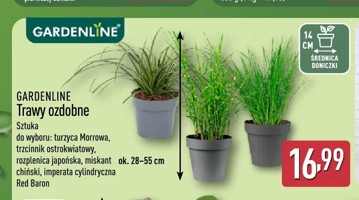 Trawa ozdobna rozplenica japońska Gardenline promocja w Aldi