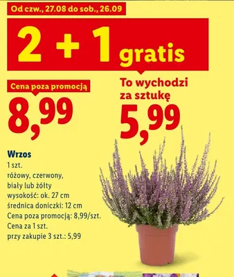 Wrzos różowy promocja w Lidl