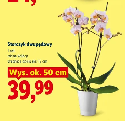 Storczyk dwupędowy promocja w Lidl
