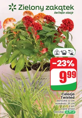 Celozja Twisted promocja w Dino