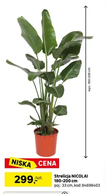 Strelicja Nicolai 180-200 cm promocja w Leroy Merlin