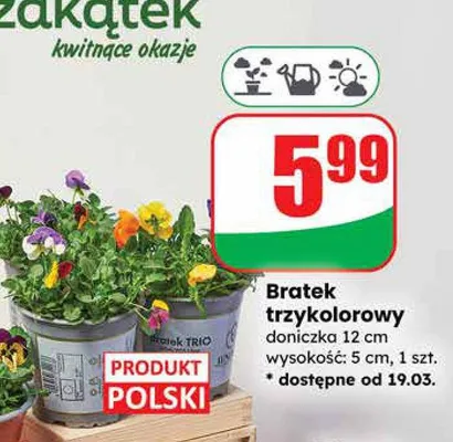 Bratek trzykolorowy doniczka 12 cm  promocja w Dino