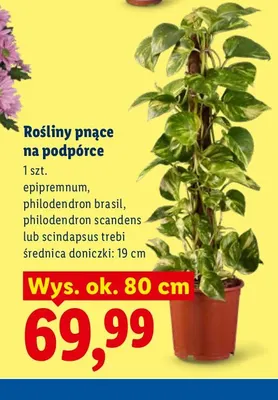 Rośliny pnące na podpórce Epipremnum promocja w Lidl