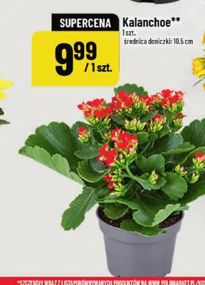Kalanchoe średnica doniczki 10,5 cm promocja w POLOmarket