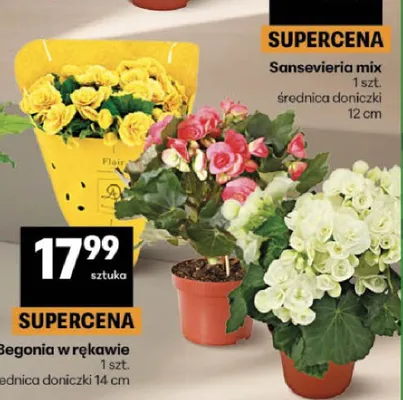 Begonia w rękawie promocja w Delikatesy Centrum