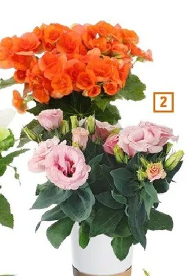 Rośliny kwitnące Begonia promocja w OBI