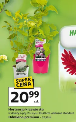 Hortensja krzewiasta w donicy promocja w Auchan