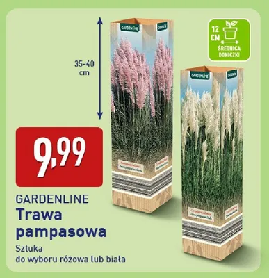 Trawa pampasowa różowa lub biała sztuka promocja w Aldi