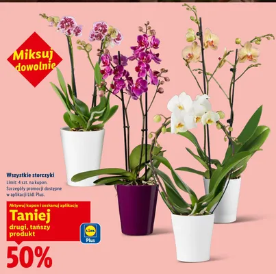 Wszystkie storczyki drugi -50% promocja w Lidl