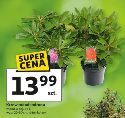 Krzew rododendronu, różne kolory promocja w Auchan